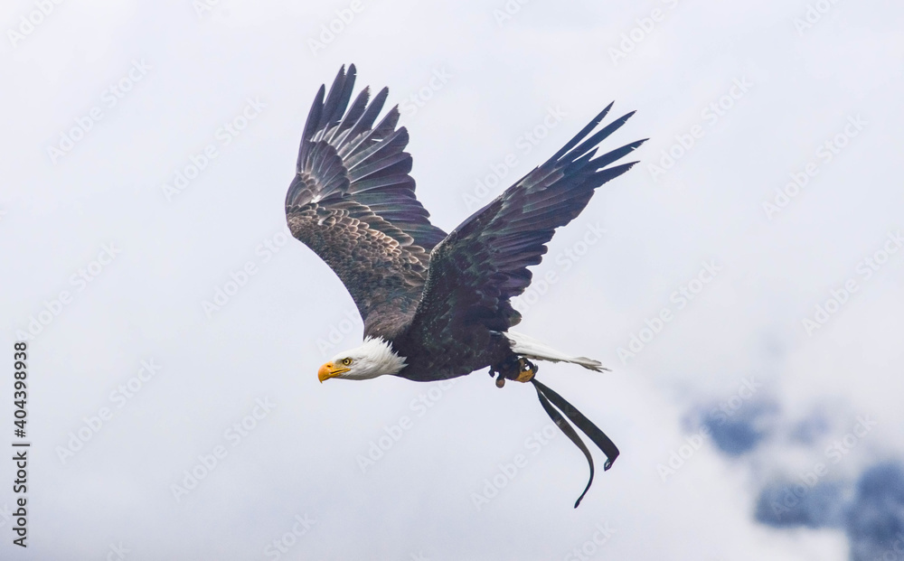 Bald eagle (Haliaeetus leucocephalus), Parque Condor, Otavalo, Ecuador Bald eagle (Haliaeetus leucocephalus), Parque Condor, Otavalo, Ecuador