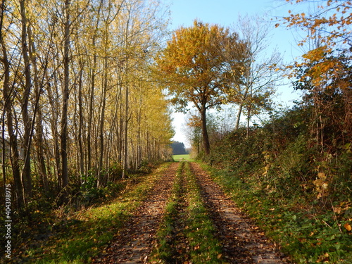 autumn in the park