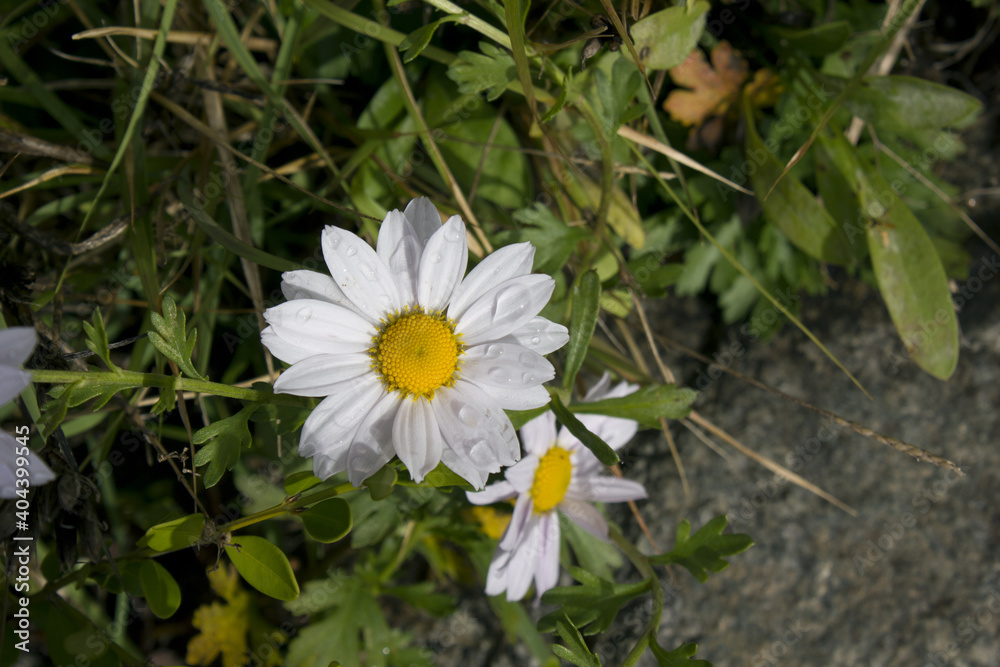 close up Siberian chrysanthemum in natural background. close up Siberian chrysanthemum in natural background.
