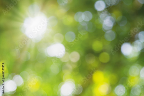  Abstract sunlight bokeh green background. spring, green season