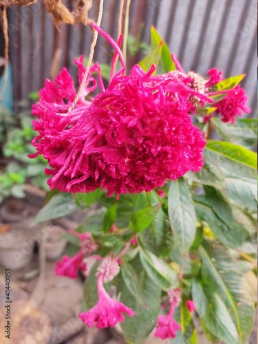 Beautiful Wrap flowers fresh morning on nature