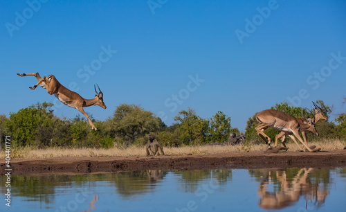 Fototapeta Naklejka Na Ścianę i Meble -  Impala leaping beside baboon and waterhole
