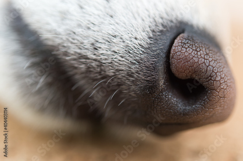 白い柴犬の鼻