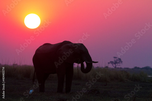 elephant at sunset - Chobe River