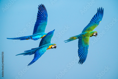 Closeup blue and gold macaw flying