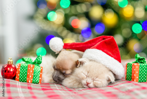 Toy terrier puppy and kitten sleep together with Christmas tree on background