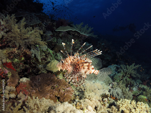A common lionfish Pterois miles on a deep Red Sea coral reef