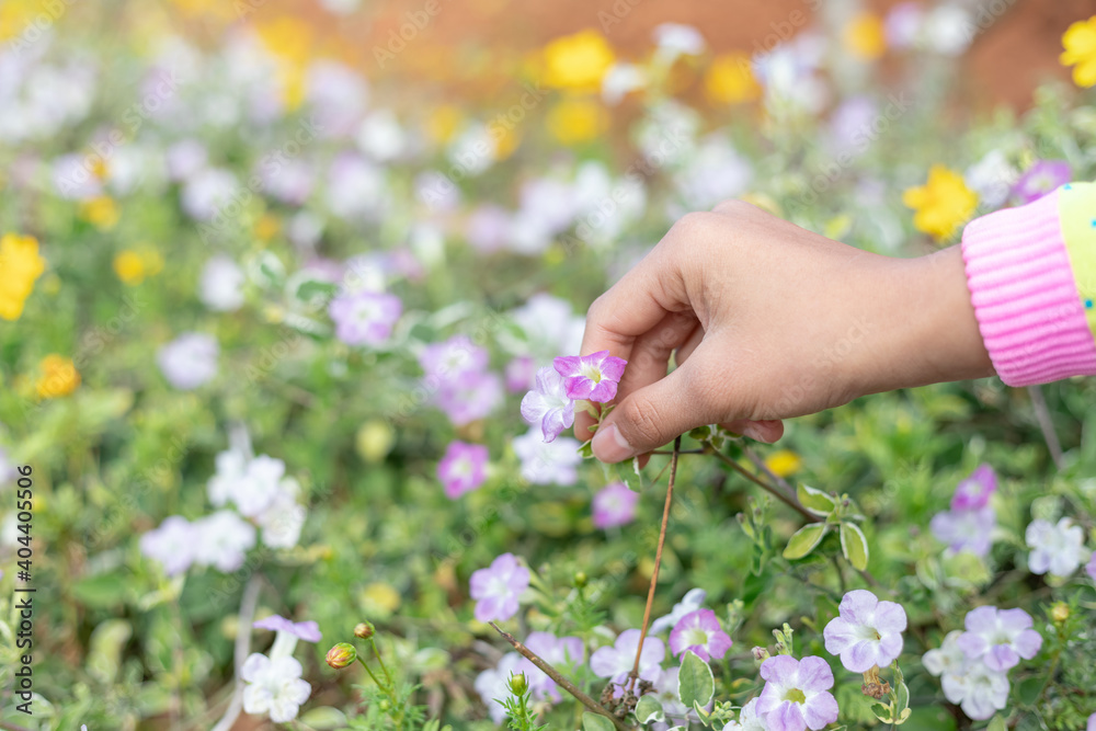Young girl hand holding beautiful wild flowers chamomile,