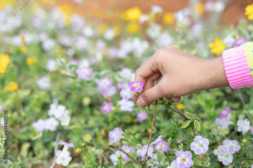 Young girl hand holding beautiful wild flowers chamomile,