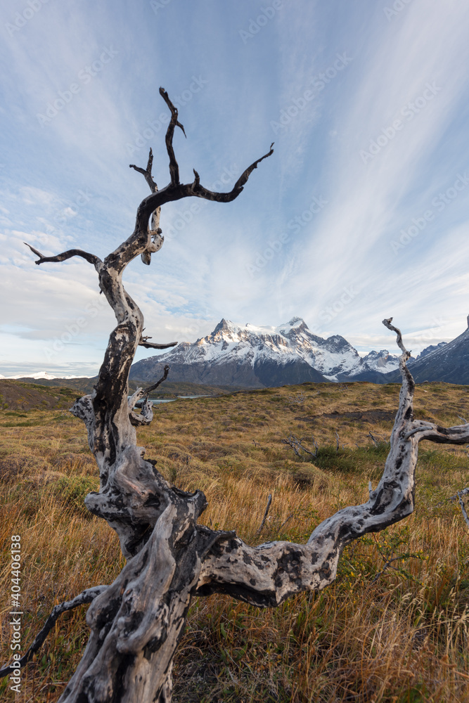 Bright and colorful autumn natural scenery, strange vegetation pictures, located in Torres del Paine National Park, Chile, South America Bright and colorful autumn natural scenery, strange vegetation pictures, located in Torres del Paine National Park, Chile, South America