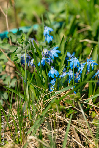 Proleska sibirskaya  proleska scylla  among the spring grass