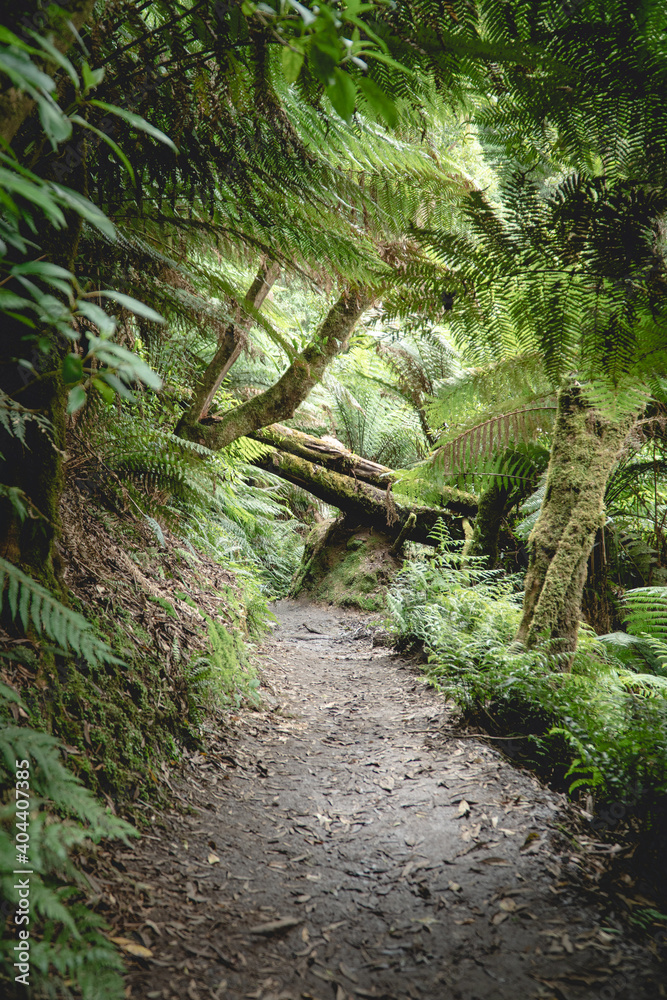 Obraz premium narrow track in the forest near Hopetoun falls, Victoria, Australia with ferns and trees