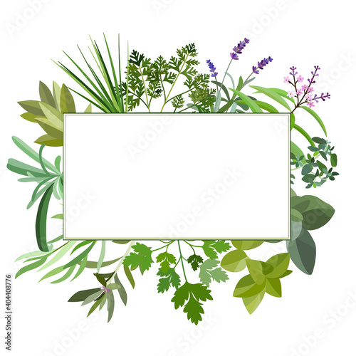 Frame with fresh herbs and spices. Banner with leaf and grass. Floral flat design elements. Vector illustration.