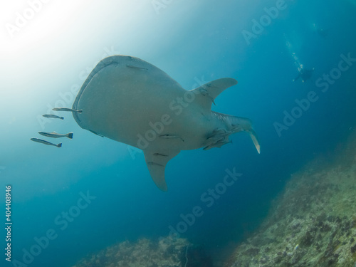 Juvenile whale shark in a coral reef  Mergui archipelago  Myanmar 