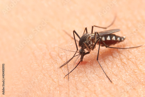 Striped mosquitoes are eating blood on human skin. Mosquitoes are carriers of dengue fever and malaria.