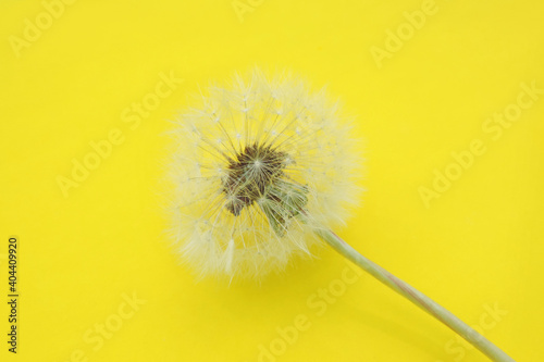 close up of white fluffy dandelion on trendy yellow  background with copy space for text. Minimalism style