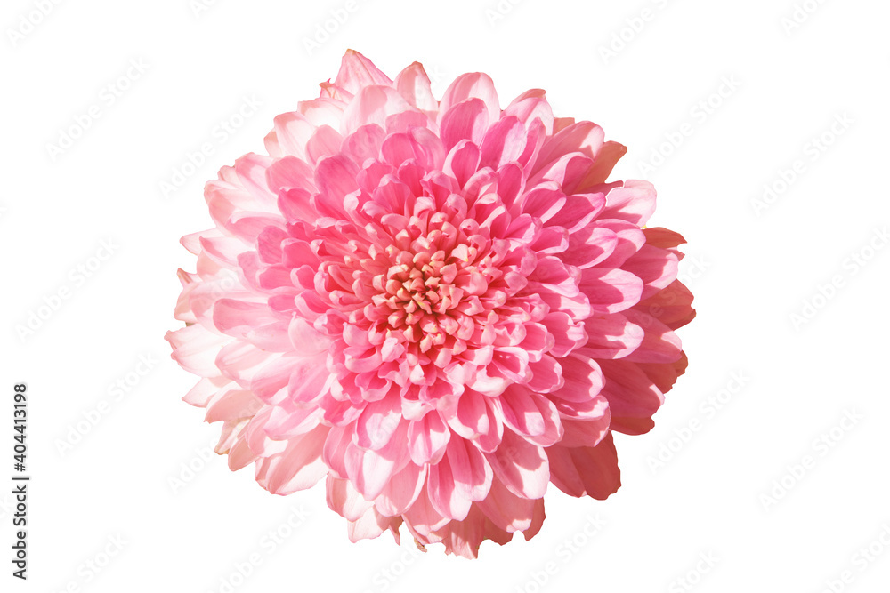 Beautiful pink aster flower isolated on white background, top view. Beautiful pink aster flower isolated on white background, top view.