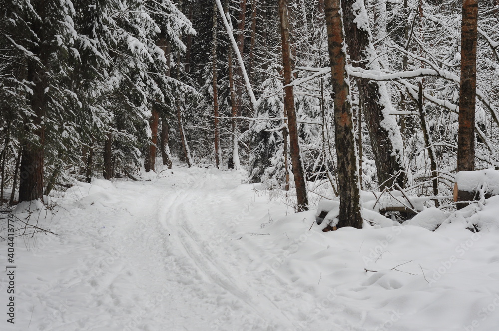 A clearing in a snowy January pine forest on a cloudy morning. Moscow region. Russia. A clearing in a snowy January pine forest on a cloudy morning. Moscow region. Russia.