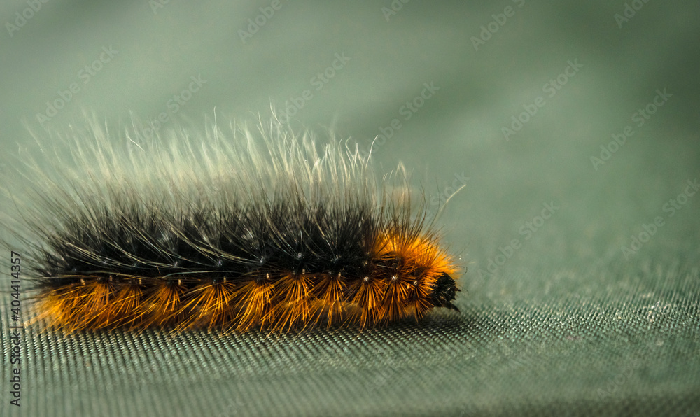 Macro shot of the Garden Tiger Moth caterpillar or Woolly Bear caterpillar because of its long hairs Macro shot of the Garden Tiger Moth caterpillar or Woolly Bear caterpillar because of its long hairs