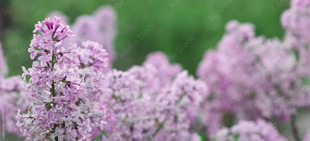Blooming tender lilac, violet blue flower closeup at springtime, beautiful natural pastel banner background Blooming tender lilac, violet blue flower closeup at springtime, beautiful natural pastel banner background