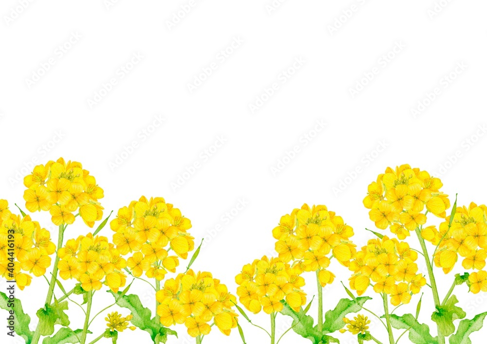 Illustrazione Stock 菜の花 アブラナ 春 背景 フレーム 水彩 イラスト Adobe Stock