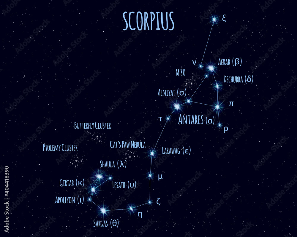 custom made wallpaper toronto digitalScorpius (The Scorpion) constellation, vector illustration with the names of basic stars against the starry sky
