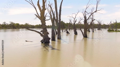 Various aerial shots of dead wood trees Murray Darling Basin or river system after extensive flooding and drought cycles. Regional Australia. Outback. photo