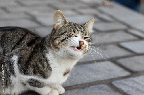 Portrait of a grimacing stray cat. Istanbul, Turkey. photo