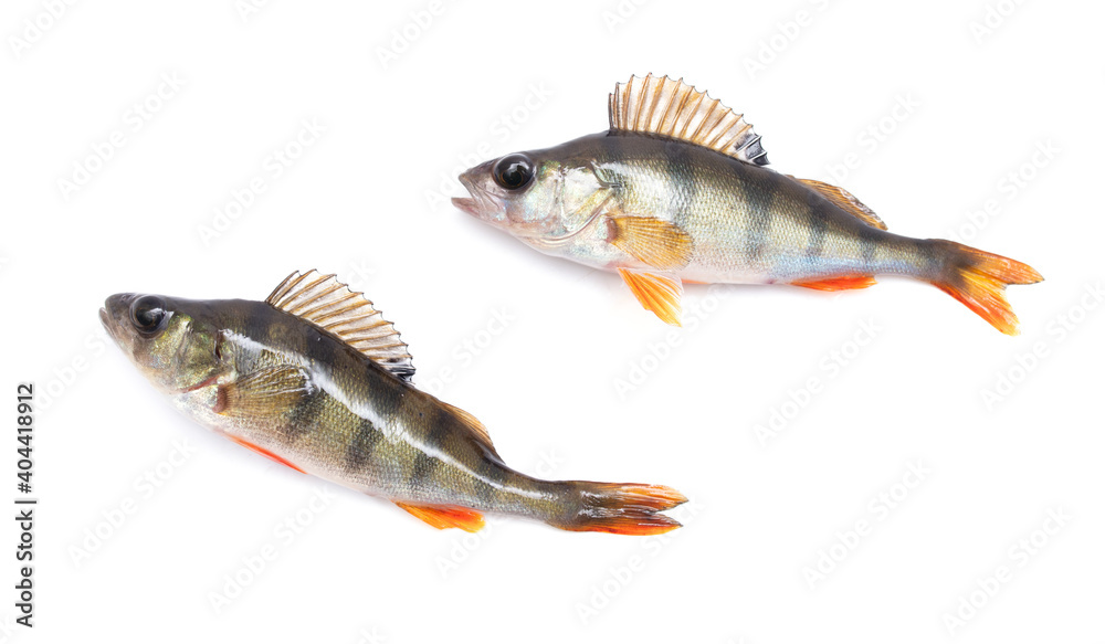 Two fish perch isolated on a white