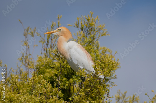 Fényképezés Western Cattle Egret