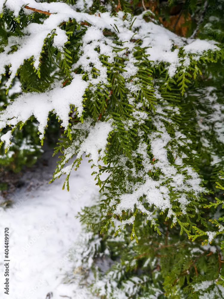 Fototapeta premium Snow on branches of a Christmas tree in nature.