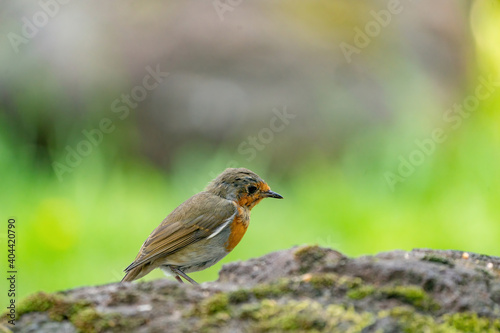 Close-up portrait of an European robin on a wood trunk in a forest during summer