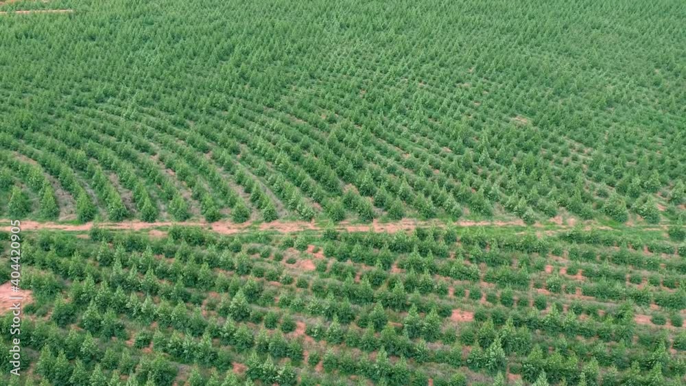 Aerial view of drone of a planted eucalyptus forest in Brazil Aerial view of drone of a planted eucalyptus forest in Brazil