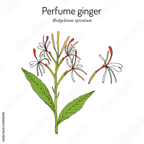 Perfume ginger hedychium spicatum , medicinal plant