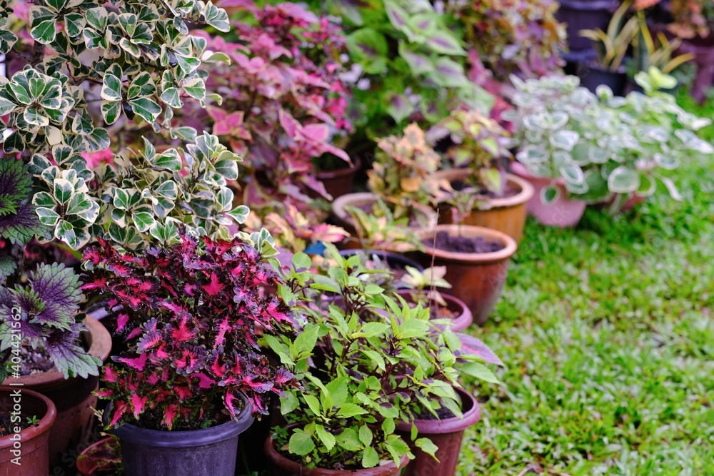 View of a beautiful  coleus solenostemon plant in the garden.