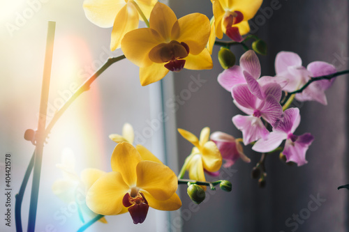 Blooming yellow and purple orchid grown at home. Taking care of home plants. Photo for a greeting card