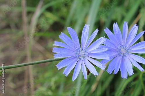 blue and white flower