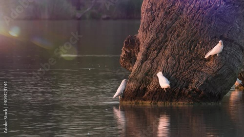 Gorgeous flock of sulphur crested cockatoos arrives at Sunset to drink from the Murray Darling basin's plentiful river. South Australia. photo