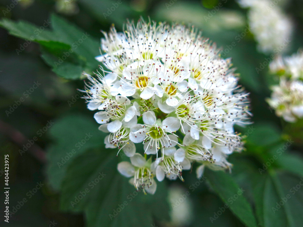 Physocarpus (Rosaceae opulifopius) popularly called Spiraea (or spirea) Physocarpus (Rosaceae opulifopius) popularly called Spiraea (or spirea)