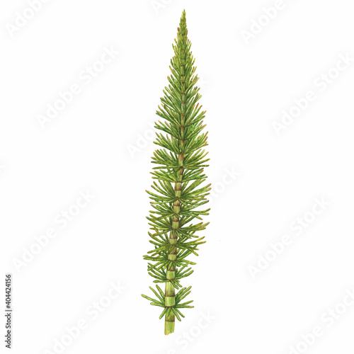 Closeup a Equisetum fluviatile green branch (swamp horsetail, snake grass, puzzlegrass, northern giant horsetail). Watercolor hand drawn painting illustration isolated on white background.