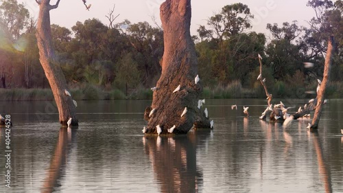 Gorgeous flock of sulphur crested cockatoos arrives at Sunset to drink from the Murray Darling basin's plentiful river. South Australia. photo
