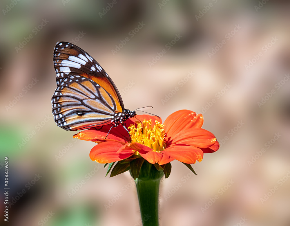Monarch butterfly on Mexican sunflower with blurry background. Monarch butterfly on Mexican sunflower with blurry background.