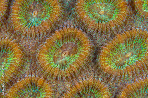  Close up colorful detail of coral polyps