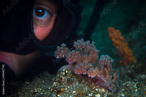 Pink Nudibranch Miamira alleni disguised to mimic soft coral photo