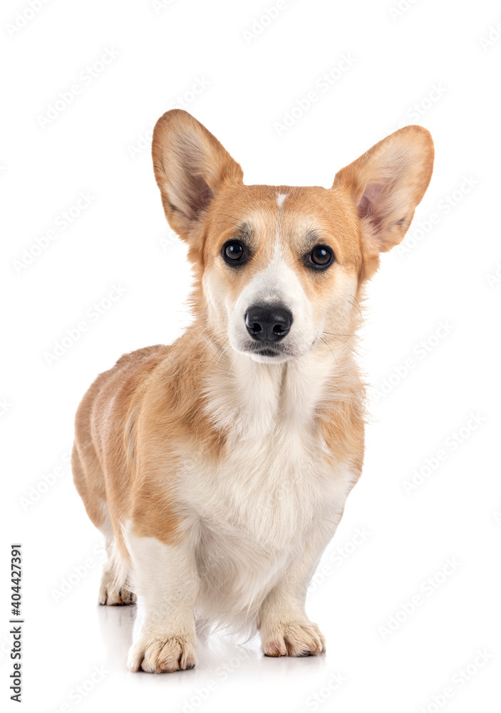 young Pembroke Welsh Corgi