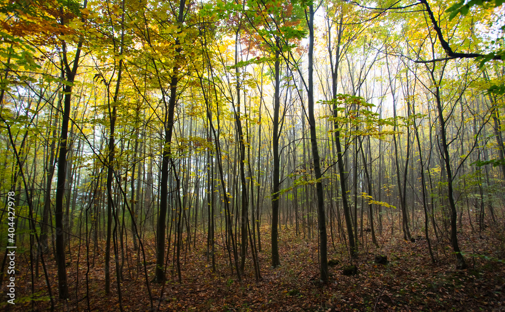 Fototapeta premium colorful autumn forest in the mist