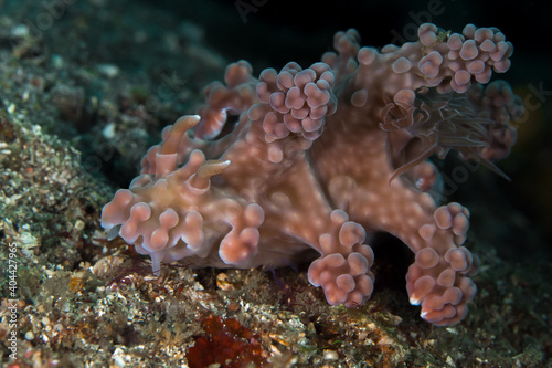 Pink Nudibranch Miamira alleni disguised to mimic soft coral photo