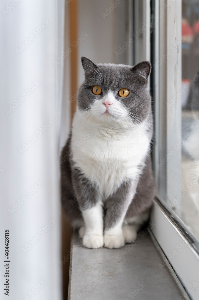 British shorthair cat sitting by the window