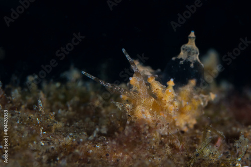 Eubranchus nudibranch on coral reef photo