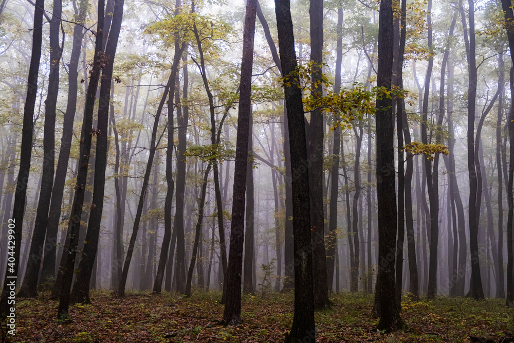 Obraz premium colorful autumn forest in the mist